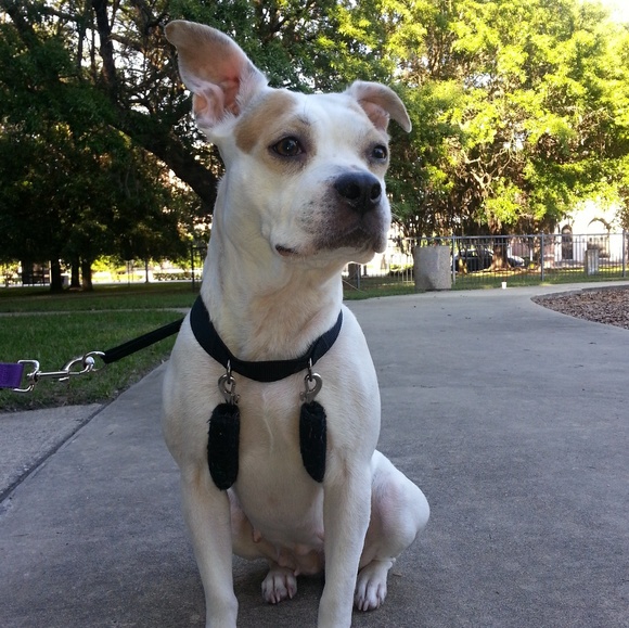 Meet your Posher, Isreyl - Picture 1 of 1